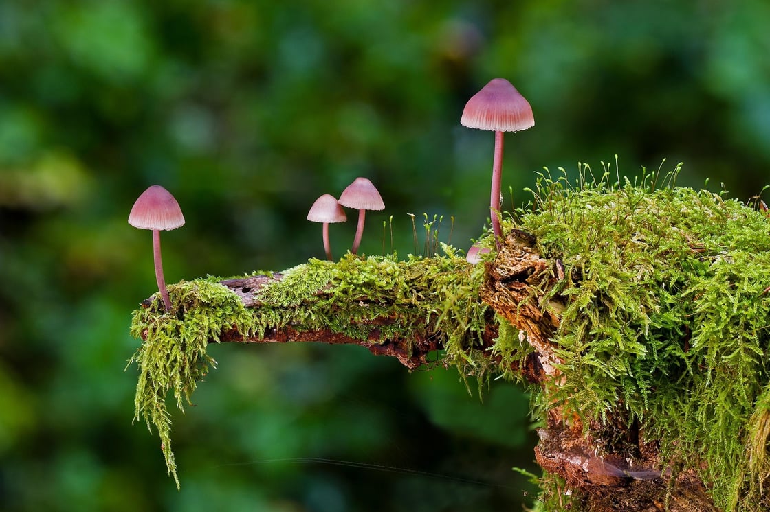 adege-mushrooms-2798150_1920