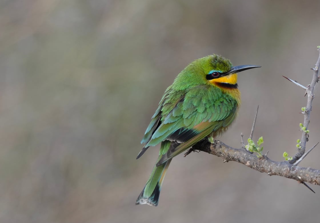 bird-tobias-tansania
